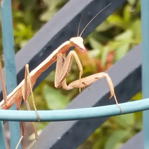 ウスバカマキリ