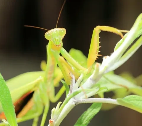 オオカマキリ