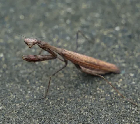 コカマキリ