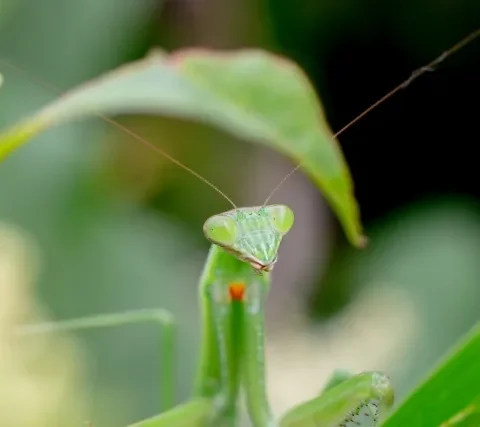 チョウセンカマキリ