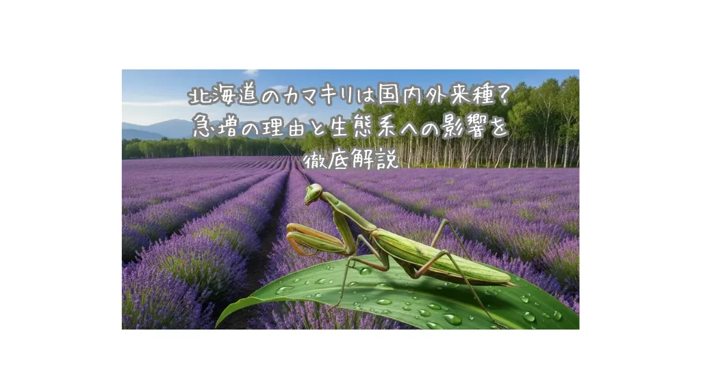 北海道のカマキリは国内外来種？急増の理由と生態系への影響を徹底解説