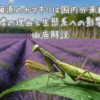 北海道のカマキリは国内外来種？急増の理由と生態系への影響を徹底解説