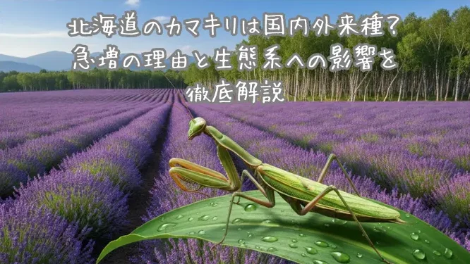 北海道のカマキリは国内外来種？急増の理由と生態系への影響を徹底解説